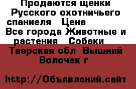 Продаются щенки Русского охотничьего спаниеля › Цена ­ 25 000 - Все города Животные и растения » Собаки   . Тверская обл.,Вышний Волочек г.